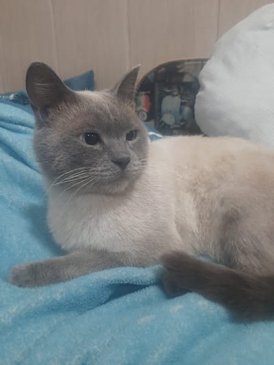 A Siamese cat with gray and cream fur is lying on a blue, fuzzy blanket. The cat is facing to the right, with its head turned slightly towards the viewer. Its eyes are dark, and its whiskers are long and white. Behind the cat, there is a light-colored wall with horizontal paneling. To the left and behind the cat, a blue pillow is visible. Further back, a framed picture or poster with an image of a scooter is leaning against the wall. The image appears to be taken indoors, likely in a residential setting. There is no information available to determine the location in the city of Shelekhov, Russia.