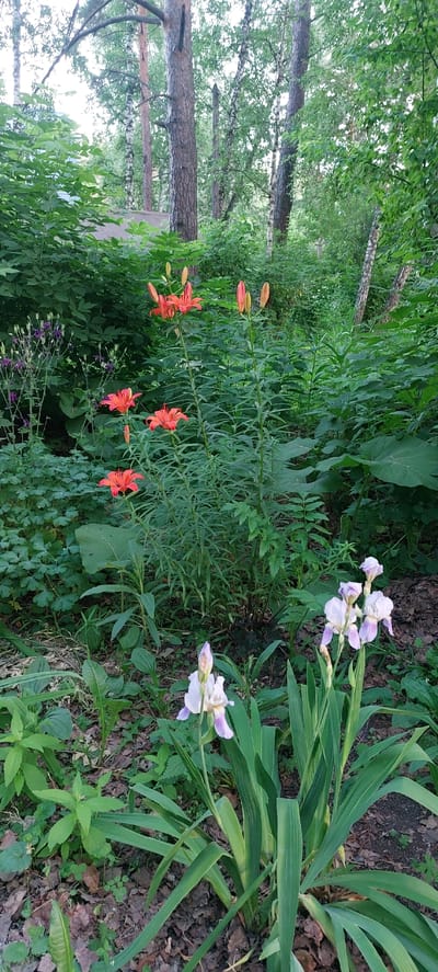 A lush garden bed in Berdsk, Russia, features a vibrant display of orange lilies and delicate purple irises set against a backdrop of dense green foliage and tall trees. The lilies, in various stages of bloom, rise from slender green stems, their petals a bright, fiery orange. The irises, with their distinctive petals of white and lavender, are clustered closer to the ground, their sword-like leaves providing a strong visual contrast. Scattered among the flowering plants are smaller purple flowers, adding further depth and color to the scene. The ground is covered in a mix of fallen leaves and dark soil, with some patches of bare earth visible. The surrounding vegetation is abundant, with broad green leaves dominating the midground and background, and the dappled sunlight filtering through the canopy of trees above. The overall impression is one of a well-maintained, thriving garden, likely located in a residential area or park within the city of Berdsk.