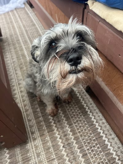 An adult miniature schnauzer sits on a patterned rug. The dog has gray and white fur, with distinctive bushy eyebrows and a beard. Its eyes are brown, and its nose is black. The dog is looking directly at the camera with its mouth slightly open, revealing its teeth. The rug has a zig-zag pattern in shades of brown and beige. To the right of the dog, there is a wooden structure, possibly part of a bench or cabinet, with a cream-colored fabric cushion on top. The background is blurred, showing more of the wooden structure and a white sheet or fabric. The image appears to be taken indoors, possibly in a home, and there is no information to suggest its location in Fox River Grove, United States.