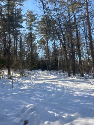 A winter forest scene displays tall trees along the left edge, their bare branches reaching towards a bright sky. The ground is covered in thick, untouched snow, with sunlight creating shadows and textures on the surface. A narrow, sunlit path cuts through the trees alongside the snow-covered ground, indicating a trail. The landscape conveys a sense of coldness and solitude in a natural setting.
