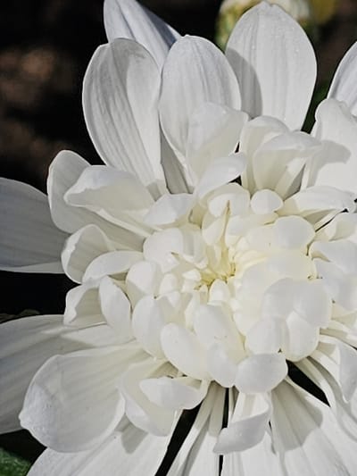 This image presents a macro-level view of a single white flower, identified as a chrysanthemum or dahlia, observed in Donchevo, Bulgaria. The flower, in full bloom, occupies the majority of the frame. Its petals are uniformly white, arranged in a dense, multi-layered formation. The outermost petals are broader and more extended, displaying subtle longitudinal striations and minute surface textures. Progressing inward, the petals become smaller, more numerous, and tightly clustered, forming a textured central core with a creamy-white to pale-yellow hue. The background is uniformly dark and out-of-focus, indicating shallow depth of field. A minimal hint of blurred green foliage is visible at the lower left edge, and a vague, lighter, out-of-focus element is present towards the upper right. Lighting conditions are consistent with natural light, producing distinct shadows and highlights that delineate the contours and three-dimensional structure of the petals. No human subjects, animals, man-made objects other than the flower, or specific actions or interactions are visible within the frame.
