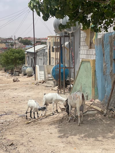 The image shows a dusty street in the city of Hargeisa, Somaliland, with three goats grazing on debris and branches. In the foreground, two white goats with black markings are seen, one facing away from the viewer and the other with its head down. A third goat, predominantly white with brown patches, is also visible, facing left. Behind the goats, there are several structures, including a white building with patterned tiles and a blue corrugated metal fence. In the background, more buildings and a dusty, somewhat arid landscape are visible. Electrical wires are strung overhead, supported by poles. The overall scene depicts a typical urban environment in Hargeisa, characterized by its dry climate and infrastructure.