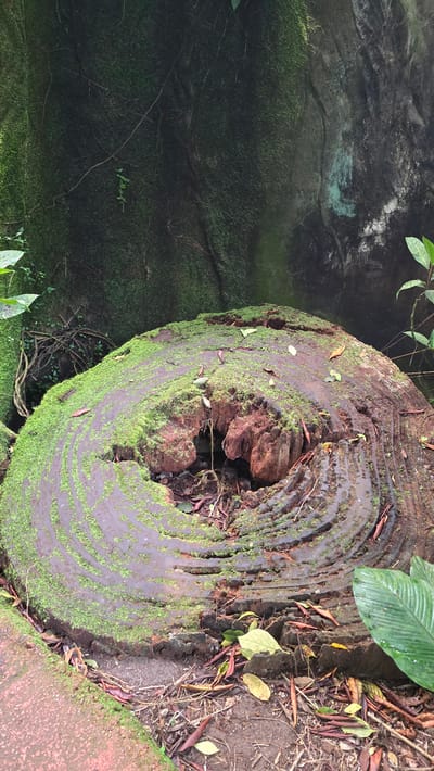 A close-up, eye-level shot captures the top of a large, weathered tree stump covered in vibrant green moss. The stump's surface displays prominent growth rings, with darker, wet sections interspersed with drier, lighter brown areas. A hollowed-out cavity at the center of the stump reveals decaying reddish-brown wood. Scattered fallen leaves and twigs lie on and around the stump. The background consists of a dark, moss-covered rock face with visible vines and some green foliage. The scene is set in the city of Arnhem, Netherlands, likely within a park or natural area. There are no people or animals present.