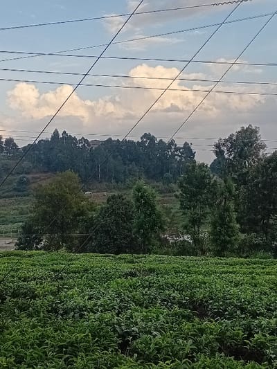 A landscape features power lines cutting across a bright sky filled with puffy clouds. Rolling green hills covered in vegetation dominate the scene, with trees interspersed among the fields. A dirt road is visible in the middle ground. The overall impression is one of a rural, hilly area.