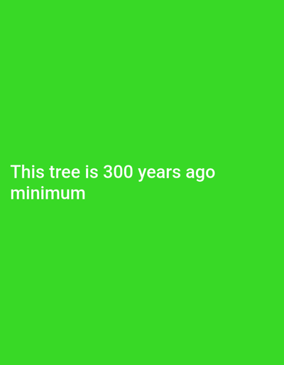 The image shows a bright green background with white text. The text reads: "This tree is 300 years ago minimum." There are no people, subjects, objects, or actions depicted in the image. The location in Dryanovets, Bulgaria is not ascertainable from the visual information provided.
