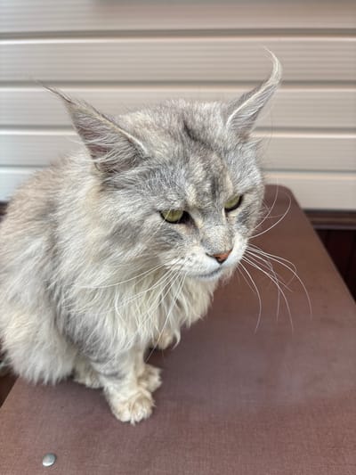 A medium shot, eye-level, outdoor photograph shows a long-haired, grey tabby cat sitting on a brown surface. The cat is facing to the right, with its head slightly lowered and its gaze directed downwards and to the right. The cat's fur is a mix of light and dark grey with some white. Its ears are pointed and tipped with tufts of fur. The cat has prominent white whiskers. The background consists of a light-colored, horizontal slatted wall. The brown surface the cat is sitting on appears to be a table or bench. A small, silver, round object is visible on the surface in the lower left corner of the image. The scene is outdoors, suggesting a residential area. The location in Русский Турек, Russia is not discernible from the image.