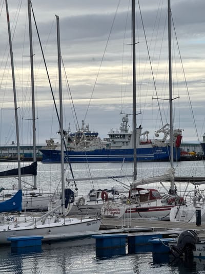 The image depicts a marina or harbor scene, likely in Reykjavík, Iceland, under an overcast sky. Several sailboats are docked in the foreground, with their masts and rigging extending upward. The nearest boat features visible hull markings: "9839", "COLGATE 26", "BAVARIA", "2665", and "www.BavAdria.com" and further features a blue sail cover. The boat further down shows "9840 BORGIN". Further down the boats show "VERA POLCOONUF GDANSK".
In the background, a larger blue and white vessel labeled "VENUS VOPNAFJÖRÐUR" is docked alongside the boats. A "TOHATSU" engine is visible on the side of the boats.