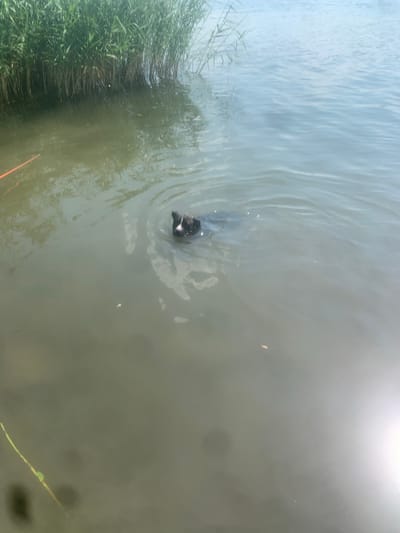 This is a slightly tilted, high-angle shot of a body of water, likely a river or lake, with a prominent bank of green reeds on the left side of the frame. The water itself is a murky green-brown color and shows ripples, suggesting movement or perhaps disturbance from below. In the center of the water, a dark-colored animal, possibly a dog, is partially submerged, with its head and a portion of its back visible above the surface. The animal appears to be swimming or treading water, creating a circular pattern of ripples around it.
The lighting suggests it is daytime, with a bright, possibly sunny, sky reflected in the upper right portion of the water, creating a hazy glare. There are a few small specks of debris floating on the water's surface, and a faint reflection of vegetation from the opposite bank is visible. On the far left, the reeds are dense and tall, with some individual blades and stalks clearly defined. A thin, reddish-brown object, possibly a branch or stem, is visible at the bottom edge of the frame, extending into the water. The scene evokes a sense of a natural, possibly rural, environment. No text is visible in the image.