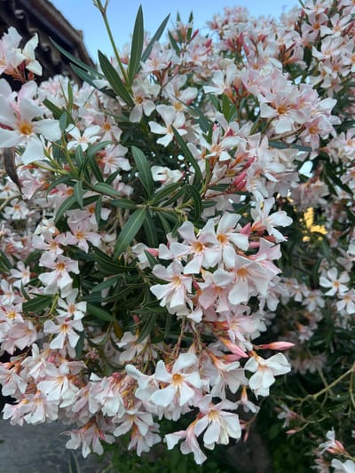 The image depicts a close-up view of a flowering oleander bush with delicate white and pale pink blossoms. The flowers have five petals and a central orange-yellow stamen. Dark green, lance-shaped leaves are interspersed among the flowers, and some buds are visible, appearing as slender pink cones. In the upper left corner, a portion of a dark, textured roof structure is visible, suggesting an outdoor setting. The sky above is a pale blue, indicative of dusk or dawn. The overall impression is one of natural beauty, with the flowers occupying the majority of the frame and a sense of depth provided by the background elements. The specific location in Kakopetria, Cyprus, is not explicitly identifiable from the visual information alone; however, the presence of the oleander bush and the architectural style of the roof might be consistent with the region. There are no people or animals present in the image. The lighting suggests natural daylight.
