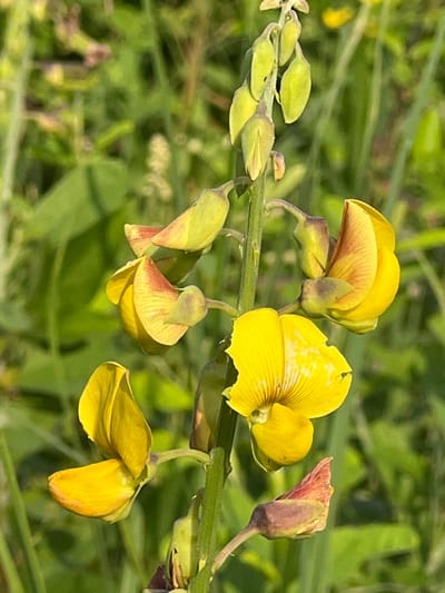 The image displays a close-up, vertical perspective of a plant's inflorescence, situated in Logba Adzakoe, Ghana. The central element is a green herbaceous stem bearing multiple yellow flowers and various buds. Several flowers are fully open, appearing bright yellow with prominent venation and a pea-like structure. Minor imperfections, including small tears and white marks, are visible on some yellow petals. Portions of the open flowers and several buds exhibit a reddish-brown tint. Numerous elongated buds, primarily light green to yellowish-green, are distributed along the stem. The background is composed of out-of-focus green foliage, indicating an outdoor, natural environment under daylight conditions. No human presence or explicit actions are observed.
