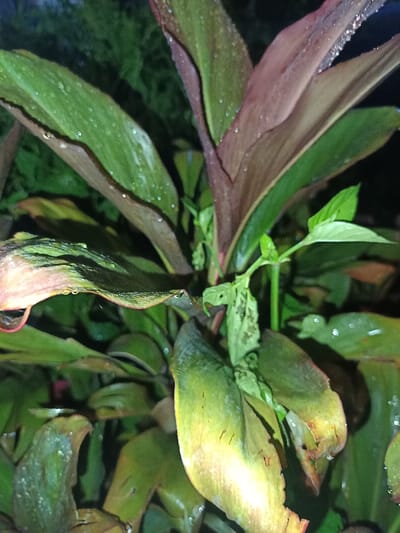 A close-up, low-light photograph taken in Limbangan Sari, Indonesia, displays a plant with broad leaves. The foliage exhibits a mixed coloration of dark green, reddish-purple, and yellowish-green hues. Numerous small, spherical water droplets are present on the upper surfaces of the leaves, indicating recent precipitation or heavy dew. Several leaves, particularly in the lower and central portions of the plant, show evidence of damage, including small holes and areas of discoloration (yellowing and browning). The background is dark and out of focus, providing no discernible details. No human subjects, animals, or man-made objects are visible within the frame.