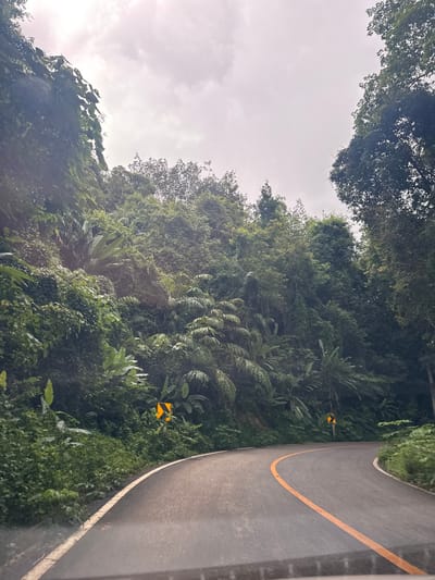 The image depicts a winding road bordered by dense, lush tropical vegetation. The road itself is asphalt with a bright yellow line marking its edge, suggesting a curve ahead. Two yellow diamond-shaped warning signs with black arrows are visible on the side of the road, indicating a sharp turn or a series of curves. The foliage is a vibrant green, with various types of plants, including ferns and broad-leafed varieties, creating a rich tapestry of textures. Overhead, the sky is overcast and light gray, hinting at a cloudy or potentially rainy day. The overall impression is that of a scenic route through a verdant, possibly mountainous or hilly, landscape in a tropical region like Ban Pak Ra, Thailand. There is no visible text other than on the warning signs. The scene appears to be captured during daylight hours, likely in the morning or afternoon, given the diffused natural light.