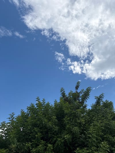 The image depicts a natural scene under a bright blue sky dotted with fluffy white clouds. The lower portion of the frame is dominated by the lush green canopy of a tree, its branches and leaves filling the bottom third. The top portion of the image is a clear expanse of blue sky with a significant cluster of clouds on the right side. There are no people, structures, or any discernible elements that would place this scene specifically within the city of North Port, United States of America. The environment appears to be outdoors, possibly in a park or a backyard, given the presence of the tree.