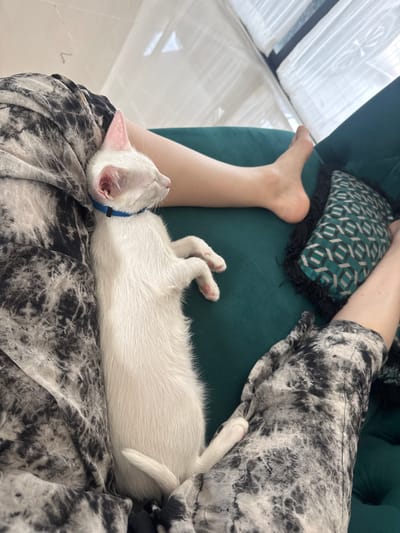 A white kitten with pink ears and a blue collar sleeps on the lap of a person wearing tie-dye pants, on a green velvet couch. The person's legs are visible, as is a decorative pillow with a geometric pattern. The scene is illuminated by natural light filtering through blinds.