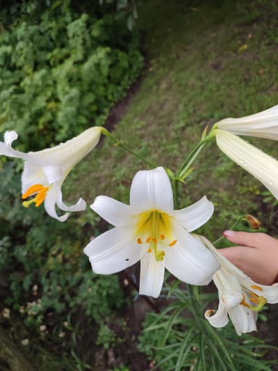 The image captures a close-up view of several white lilies in bloom, some with raindrops on their petals. The lilies are a prominent feature, with their delicate white petals and bright yellow centers. The background consists of lush green foliage and a pathway, suggesting an outdoor garden setting. A human hand with painted nails is visible on the right side of the image, gently touching one of the lilies. The scene appears to be located in Voskobiinyky, Ukraine, an area known for its natural beauty and gardens.