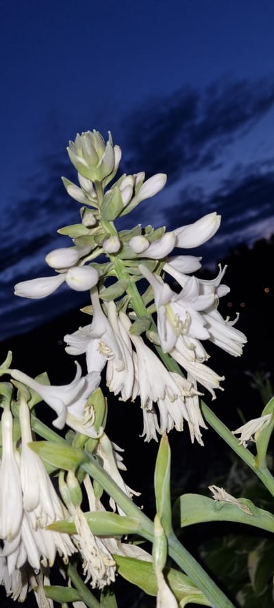 A close-up, low-angle shot captures a cluster of white, bell-shaped flowers against a dark, twilight sky. The flowers are arranged on a green stalk, with some buds at the top and fully bloomed flowers lower down. The petals of the open flowers are thin and delicate, with visible stamens. The sky is a deep blue with streaks of dark clouds and a few faint lights are visible in the distance. The image appears to have been taken outdoors, likely in a garden or natural setting. There are no people or animals present. The photograph does not depict any specific identifiable landmarks or structures that would indicate a location in Shulgino, Russia.