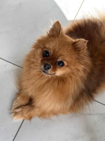 The image is a high-angle shot of a brown Pomeranian dog lying on a white tiled floor with gray grout lines. The dog is looking up at the camera with a slight tilt of its head. The fur is fluffy and thick, varying in shades of brown. The dog's eyes are dark and round. The background is simply the tiled floor with diffused light. There is no indication that the image was taken in Olginskaya, Russia.