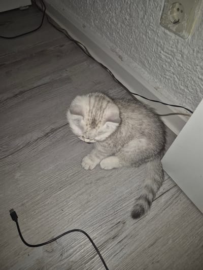 The image shows a young, silver-grey tabby cat lying on a wooden floor next to a white baseboard. The cat is facing away from the camera, with its head tucked down and its body curled. Its fur is soft and fluffy, with subtle tabby markings on its head and back. The cat's tail is curled around its body.
The setting appears to be indoors, likely a room in a home. The floor is made of light grey wooden planks. The wall in the background is white and textured, with a visible electrical outlet. Several black cables are visible on the floor, some running along the baseboard and one with a USB connector.
The lighting suggests it is likely daytime, but the room may not be brightly lit. The overall mood is peaceful and cozy, with the cat appearing relaxed and comfortable in its surroundings. No people are visible in the image. No text is visible in the image. The location context is Bruchsal, Germany, but there are no specific visual cues in the image to confirm this.