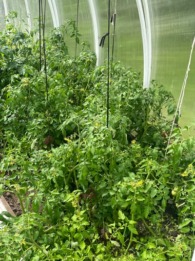 The image depicts a dense growth of tomato plants inside a greenhouse. The plants are lush and green, with numerous yellow flowers and several developing green tomatoes visible. The greenhouse appears to be made of translucent, ribbed material supported by white framing. Dark ropes are hanging from the ceiling, likely for supporting the plants. The ground beneath the plants is soil. The scene is indoors, within a controlled agricultural environment. The location is specified as the city of Mirnyy, Russia.