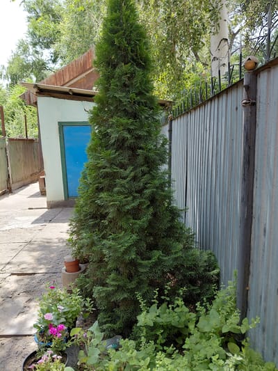 The image depicts an outdoor scene, possibly in the city of Бұлақты, Kazakhstan. In the foreground, a tall, conical evergreen tree stands to the right of a light blue door on a pale green building. The building's roof appears to be made of corrugated metal and wood, with some sections showing signs of disrepair. A gray, corrugated metal fence runs along the right side of the image, extending behind the evergreen tree. At the base of the tree and in front of the fence, a variety of green plants and some flowering plants with pink and purple blossoms are visible. To the left of the building, a concrete pathway is visible, with what appears to be a green wooden fence in the background. The scene is bathed in sunlight, casting shadows on the pathway and the ground. The overall impression is of a somewhat rustic and possibly neglected outdoor area. There are no people visible in the image.