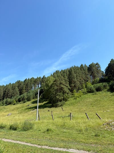 The image depicts a sun-drenched, rolling meadow leading up to a dense forest. The sky is a clear, vibrant blue with faint wisps of cirrus clouds streaking across the upper portion. The meadow is covered in tall, lush green grass, with patches of wildflowers scattered throughout. Several weathered wooden posts, remnants of a fence, are interspersed across the field, leaning at various angles. A solitary white utility pole stands upright in the mid-ground, its base partially obscured by the tall grass. Beyond the meadow, a thick forest of evergreen trees carpets the hillside, their dark green foliage contrasting with the bright green of the grass. The overall impression is one of a serene, natural landscape bathed in bright daylight, likely in the countryside near Cheposh, Russia.