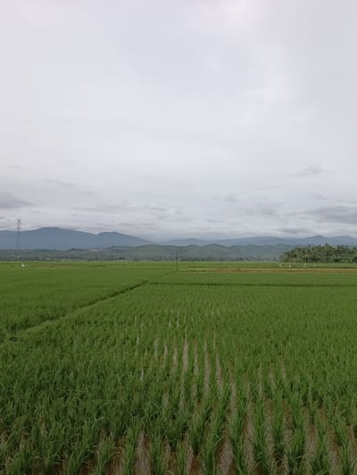An overcast sky looms above a vast expanse of lush green rice paddies in Manyang Cut, Indonesia. The foreground features rows of young rice plants partially submerged in water, creating a textured, rippling surface. In the midground, more rice fields stretch towards a line of trees and a distant mountain range. A tall, lattice-like electricity pylon stands prominently on the left side of the image, with power lines extending horizontally across the landscape. Scattered white flags are visible in the fields, likely serving as markers or deterrents. The overall scene depicts a tranquil, rural agricultural landscape under a moody, cloudy sky.