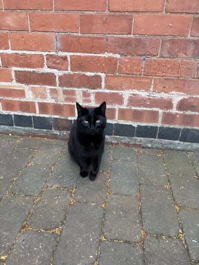 A black cat sits squarely between two types of pavement. To the left, red bricks are interspersed with gray mortar and accented by a single vertical line of dark gray bricks. To the right, gray stone pavers are evenly spaced apart. The cat's green eyes look directly up. Its body is curled with paws tucked underneath. The background appears to be a path or walkway.