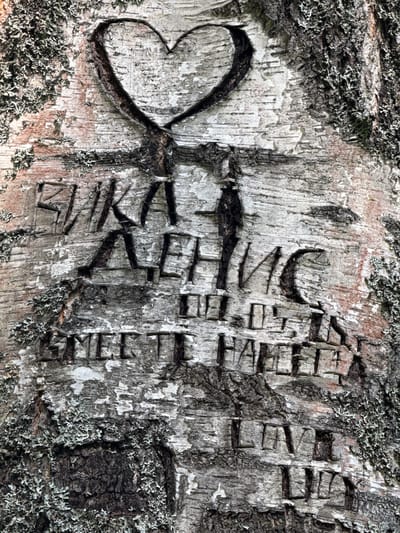 The image shows a close-up of a birch tree trunk with carvings in the bark. At the top, a heart shape is carved, with the initials "ВИКА" and "ДЕНИС" carved below it in Cyrillic letters. Below these names, the English words "WEET HAIETA" are carved, followed by "LOVE" and what appears to be "IUD" or similar letters. The tree bark is textured and weathered, with patches of lichen present. The overall scene suggests a romantic inscription carved into the tree. This tree is located in the city of Dmitrievskoe, Russia.
