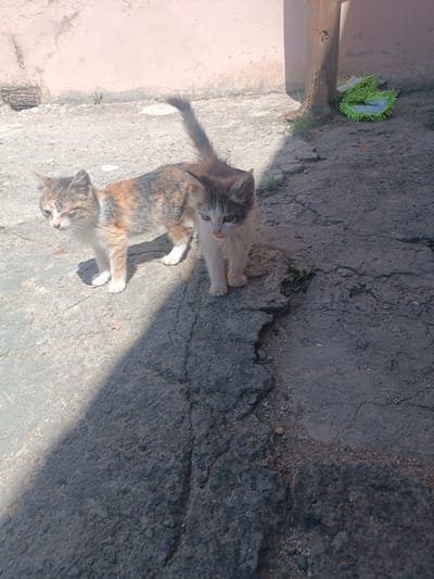 Two kittens are standing on a cracked asphalt surface in front of a light pink, textured wall. The kitten on the left is a tortoiseshell pattern with white markings on its face, chest, and paws. Its left eye is squinted. The kitten on the right is predominantly white with grey and brown tabby markings on its head and back. It is facing slightly away from the camera. A metal pole is visible to the right of the kittens, with a green cleaning mop lying on the ground near its base. The scene is outdoors, with a shadow cast diagonally across the ground from the left side of the frame. The environment appears to be an urban or residential area, consistent with a location in Saray, Azerbaijan.