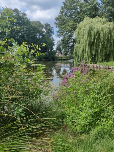 The image depicts a serene waterscape with lush vegetation, likely a park or garden in Isselburg, Germany. In the foreground, the scene is dominated by dense green foliage and tall, thin grasses. To the right, a cluster of vibrant purple flowers adds a touch of color. The middle ground features a tranquil body of water, partially covered with lily pads and other aquatic plants. The water reflects the surrounding trees and the sky. On the far bank of the water, a low, woven wooden barrier runs along the edge. Behind this barrier, a weeping willow tree cascades its long, slender branches towards the water. Further back, several mature trees with dense green canopies are visible. In the distance, across the water, a building with a traditional architectural style, possibly a house or manor, is partially obscured by the trees. The sky above is a mix of blue sky and scattered, fluffy white clouds. The overall impression is one of natural beauty and peacefulness.