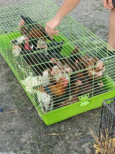In Łosice, Poland, a person's hand reaches into a bright green wire cage filled with several chickens. The chickens are a mix of brown and white, with some showing red combs. The cage sits on a gravel surface, with dried grass and straw scattered around. To the right, a portion of a black wire crate is visible, also containing straw. The scene appears to be outdoors.