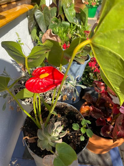 The image shows a close-up view of several potted plants on a ledge or balcony. In the foreground, a vibrant red anthurium flower with a yellow spadix is the main subject. To its left, a succulent plant with fleshy, rosette-shaped leaves is visible in a grey pot. Behind these, other plants with large green leaves and smaller red flowers can be seen in various pots. The background includes a white wall and a yellow railing. The lighting suggests it is daytime, with sunlight casting shadows. The scene appears to be an outdoor setting, likely a residential balcony or patio in Cancelada, Spain, given the context. There are no people or animals present.