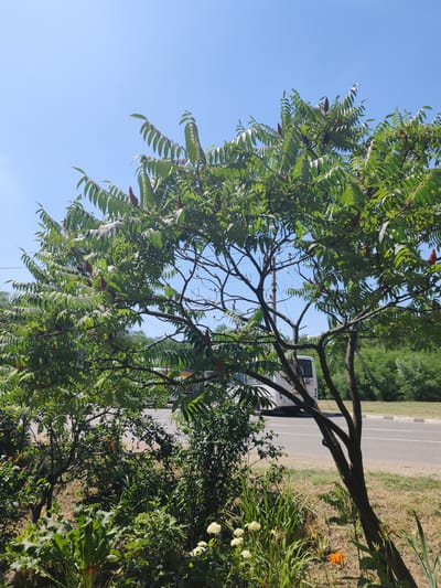 This is a full shot of a tree with green leaves and reddish-brown seed heads, likely a Staghorn Sumac, planted in front of a street with a white bus driving on it. The tree has multiple branches and is in full foliage, with the seed heads concentrated towards the top of the tree. In the foreground, there are various green plants and some flowers, including white clusters and an orange bloom. The background shows a clear blue sky, a line of green trees, and a paved road with a curb. The scene appears to be outdoors on a sunny day. The location is the city of Loris, Russia.