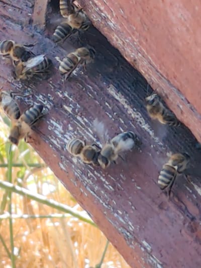 The image shows a group of bees on a wooden surface. The wooden surface appears to be part of a structure, possibly a hive or a fence, and it is painted a reddish-brown color with visible signs of wear and peeling paint. The bees are clustered together, some appearing to be in motion, while others are stationary. Their striped bodies are clearly visible. In the background, out-of-focus green vegetation and light suggest an outdoor environment. The scene is devoid of any human presence. The location is identified as Arimjan, Kyrgyzstan.