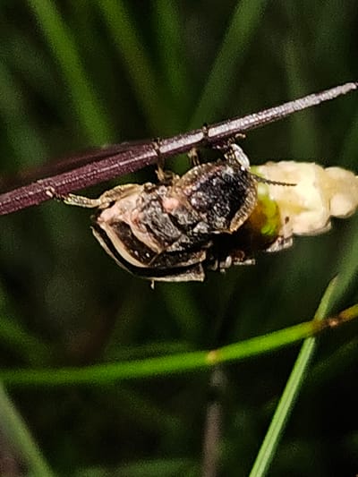 In Kurovo, Russia, a close-up, macro photograph captures two beetles, one on top of the other, clinging to a thin, dark, reddish-brown stem with a rough texture. The beetles are dark with lighter markings, appearing to be in the process of mating. The upper beetle is positioned over the lower one. A cluster of pale yellow, bulbous objects, possibly seeds or floral parts, is visible to the right of the beetles. The background is a blurred, dark green, suggesting foliage. The lighting is dim, with a slight greenish glow emanating from the area between the beetles, possibly from bioluminescence or reflection.