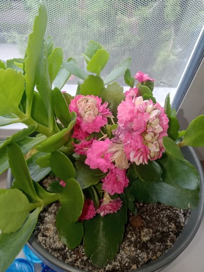 A potted Kalanchoe plant with pink and white double flowers sits on a windowsill behind a white mesh screen. The plant has thick, green, ovate leaves with scalloped edges. The pot is dark grey and filled with soil. Outside the window, the blurred background suggests an urban environment. The scene is indoors, likely in a residential setting in Kielce, Poland, given the window's design and the typical urban greenery visible through the mesh.