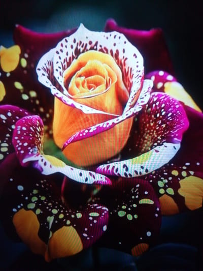 A close-up, high-angle shot shows a vibrant rose with a striking color gradient and speckled petals against a dark, blurred background. The rose's center is a warm orange-yellow, transitioning to a lighter yellow towards the edges of the inner petals. The outer petals display a dramatic pattern: a deep burgundy color with irregular splashes of yellow, interspersed with speckled white and purple markings. The lighting is dramatic, highlighting the textures and colors of the rose. The image does not provide any information about the location within посёлок опытного хозяйства «Ермолино», Russia, or any people or actions.