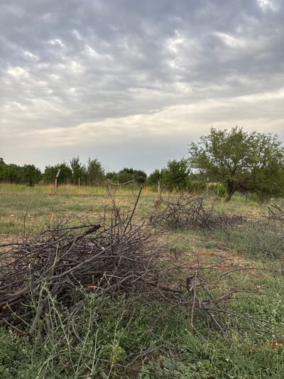 The image depicts an outdoor scene in the village of Zhibek Zholy Rural District, Kazakhstan. In the foreground, a large pile of pruned branches and brushwood is visible, with some green foliage and small white flowers growing around it. Behind the brushwood, a grassy field stretches towards a line of trees and bushes in the middle ground. There are several weathered wooden posts scattered in the field, possibly remnants of a fence. A mature tree with a full canopy stands to the right of the frame. The sky is overcast with dramatic, grey clouds. The overall impression is one of rural neglect or preparation for clearing.