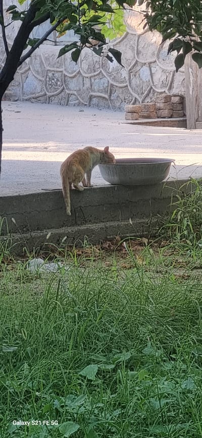 A ginger-colored cat is drinking from a large grey bowl. The cat is positioned on a concrete ledge, facing away from the viewer and towards the bowl. The cat's body is slightly hunched as it drinks, with its tail hanging down. In the foreground, tall green grass partially obscures the view of the cat and bowl. Behind the cat, a textured stone wall can be seen, with a dirt path or ground in front of it. A tree with green leaves partially overhangs the scene from the upper left. The setting appears to be outdoors in a somewhat rural or unkempt urban environment, possibly in Ingichka, Uzbekistan, based on the provided context. The image is taken from a slightly elevated perspective, looking down towards the cat.
