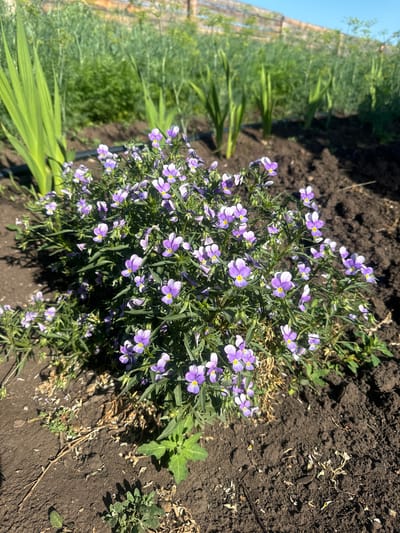In Maksimovshchina, Russia, a cluster of small purple and white viola flowers with yellow centers blooms in dark soil. The flowers are dense and create a bushy appearance, with thin green leaves. Behind the flowers, tall, green gladiolus leaves are visible to the left, and a blurry background shows more green foliage and a wooden fence under a clear blue sky. The ground is composed of dark, rich soil, with some dry leaves and small green sprouts scattered around. The lighting suggests it is daytime, with shadows cast by the plants.