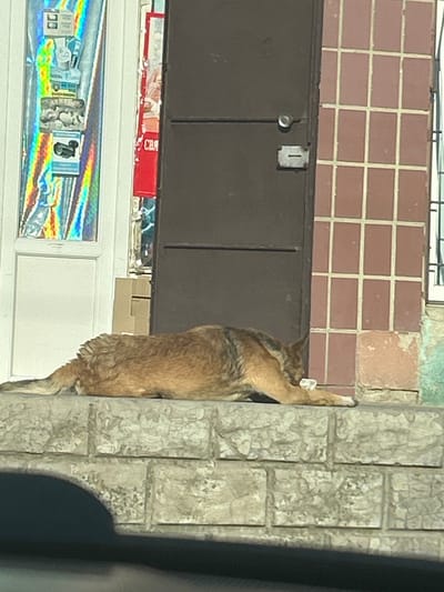 A medium-sized, tan-colored dog lies on a stone-block ledge outside a building. The dog is resting its head on its paws and appears to be gnawing on a white object. Behind the dog, a dark brown door is visible, with a metal plate and a doorknob. To the left of the door is a window with holographic stickers and a red banner that reads "СВЯ". To the right of the door, a wall is covered in reddish-brown tiles. The scene suggests an outdoor setting, possibly in front of a shop or establishment.