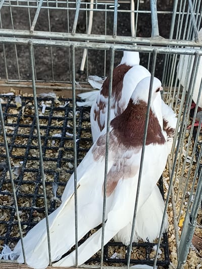 Two white and brown pigeons are in a cage on a wire mesh floor covered with bedding material. The cage is made of metal bars. The pigeons are facing towards the right side of the frame, with one bird's head visible in focus. The background is blurred and appears to be the ground or an outdoor setting.