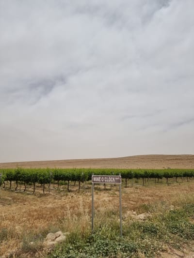 A vineyard in Ramat Negev Regional Council, Israel, features rows of grapevines under a sky filled with overcast clouds. A sign reading "WINE O'CLOCK WAY" is placed near the vines. Dry, grassy land is adjacent to the vineyard.