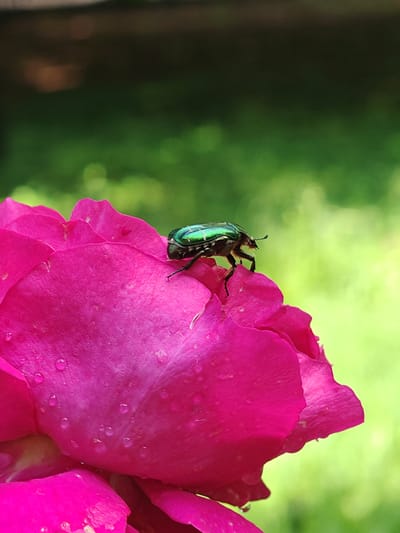 A metallic green beetle rests on a fuchsia rose petal in Tsarev Brod, Bulgaria. The beetle, exhibiting an iridescent emerald green carapace and dark legs, is positioned on the upper-right petal, facing right. The rose's fuchsia petals are covered with numerous water droplets. A softly blurred background consists primarily of light green foliage, with a darker, indistinct brown element at the top edge. The scene is illuminated by natural daylight.