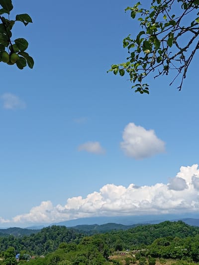 The image captures a serene landscape of rolling green hills under a bright blue sky with scattered white clouds. In the foreground, branches of a fruit tree, possibly a plum tree, laden with green fruit and leaves, hang from the upper left and right corners of the frame. The middle ground reveals a densely forested hillside dotted with a few houses and some vehicles. Further in the distance, successive layers of mountains recede into the horizon, their outlines softened by the atmospheric haze. The scene appears to be set in a rural area, possibly in the city of Bagazhvyashta, Abkhazia, given the verdant and mountainous terrain. There are no visible people or specific actions occurring.