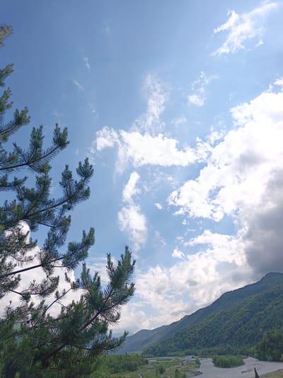 The image depicts a wide-angle view of a natural landscape in Ново-Тебердинское сельское поселение, Russia. In the foreground, the branches of a pine tree with green needles and small cones extend from the left side of the frame, partially obscuring the sky. The sky is a clear blue with scattered white cumulus clouds.
Beyond the pine tree, a verdant, tree-covered mountain range dominates the middle ground and extends into the background. A river with a wide, sandy bed meanders through the valley at the base of the mountains. The landscape appears to be lush and undeveloped, with dense forestation covering the slopes of the hills. The overall impression is one of a serene and natural environment, likely captured on a bright, partly cloudy day. There are no people or man-made structures readily visible in the scene.
