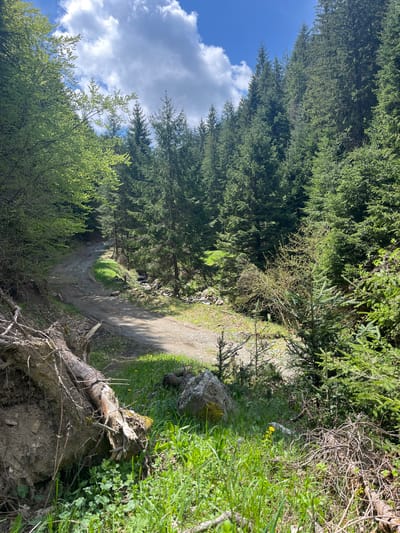 A winding dirt path cuts through a dense forest, likely a hiking trail. Tall evergreen trees dominate the sides of the path, creating a partially shaded canopy. The sky is visible in the upper left corner, showing blue patches with fluffy white clouds. The path is uneven and covered with gravel and dirt. A fallen tree trunk lies across the foreground on the lower right side of the image. Patches of green grass and vegetation grow along the edges of the path. Given that the prompt identifies the location as Drianovo, Bulgaria, this is likely a trail in the Balkan Mountains region. No people are visible.