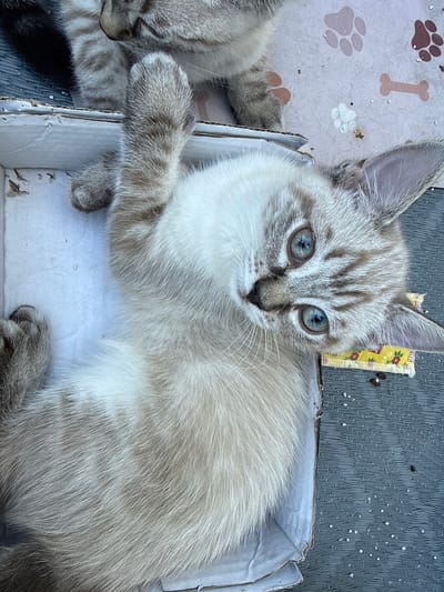The image shows a close-up, overhead view of a young Siamese cat with blue eyes lying on its back in a cardboard box. The cat's fur is light cream with darker tabby markings on its face, ears, and legs. Its paws are raised, with one paw extended upwards. The box appears to be made of corrugated cardboard and is lined with a pale pink material decorated with paw prints and bones. To the right of the cat, a yellow ribbon with a floral pattern is attached to the edge of the box. The background outside the box consists of a gray, textured surface, possibly a table or ground, with scattered white specks and a few dark debris. The cat's gaze is directed towards the camera. There is no discernible indication of the city of Salach, Germany, within the image itself.