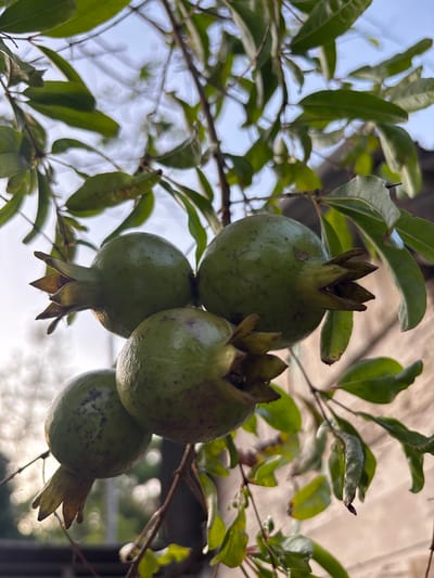 The image depicts a close-up view of four unripe green pomegranates growing on a tree branch. The pomegranates are clustered together, with leaves surrounding them. The background is a mix of sky and what appears to be part of a building. The lighting suggests the photo was taken during the day with the sun behind the subject. Specific details confirming location in Cutneuheun, Indonesia are not present in the image.