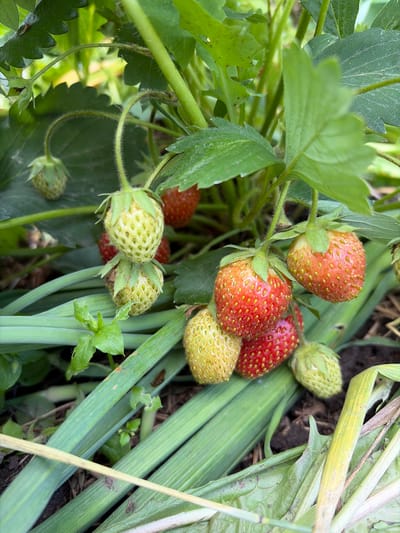 This is a close-up, eye-level, outdoor shot of ripening strawberries on the plant in Panovka, Russia. The strawberries are in various stages of ripeness, with some being green and unripe, and others a vibrant red. They are attached to thin, fuzzy stems and surrounded by lush green strawberry leaves. Interspersed among the strawberry plants are long, green stalks, possibly of chives or another similar plant, that lie horizontally in the foreground and mid-ground. The ground beneath the plants is dark soil, with some dry, straw-like material scattered around. The lighting suggests it is daytime, with soft, natural light illuminating the scene. There are no people visible in the image.